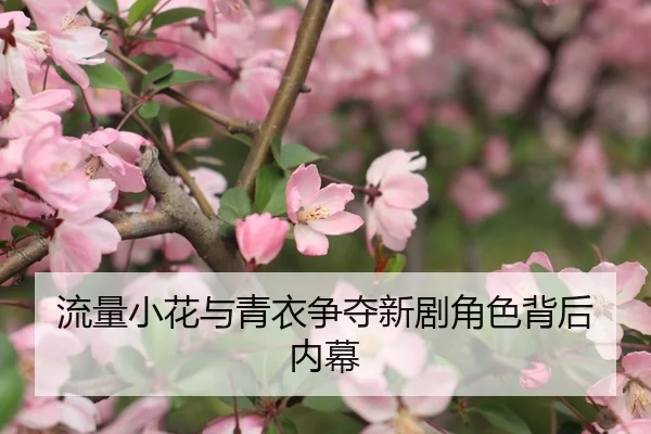 流量小花与青衣争夺新剧角色背后内幕